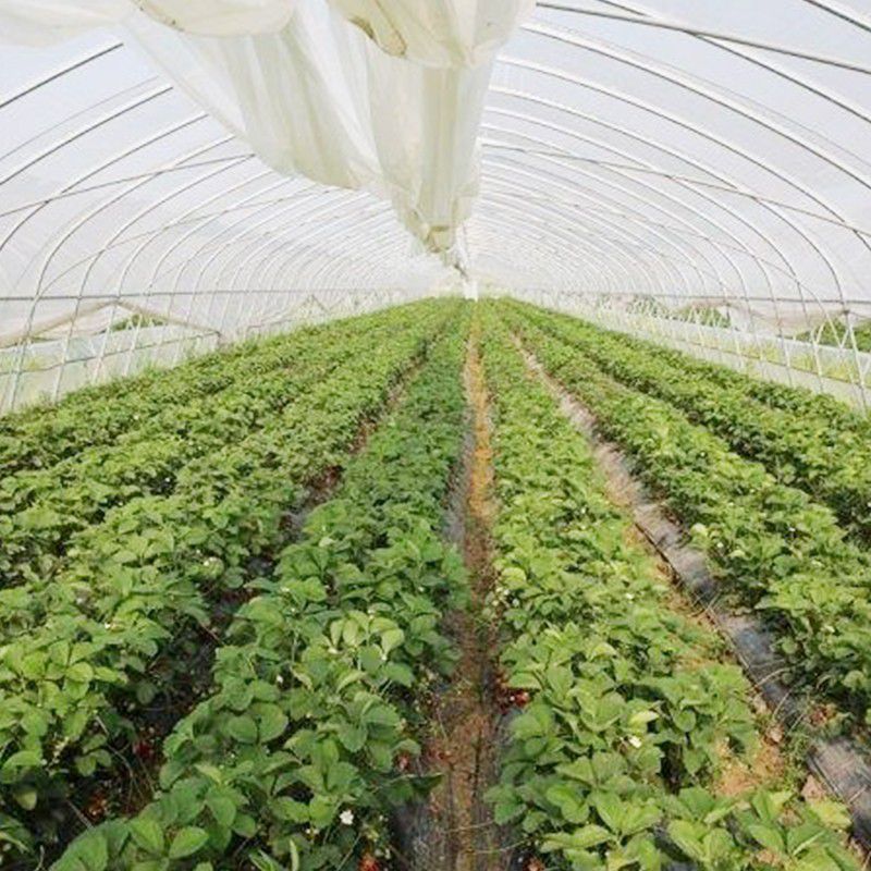 張家川草莓大棚