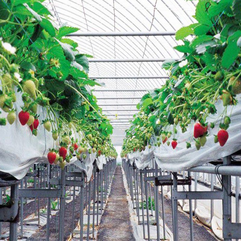 張家川草莓大棚