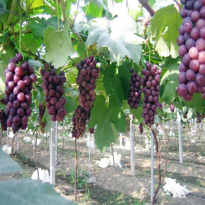 張家川葡萄大棚