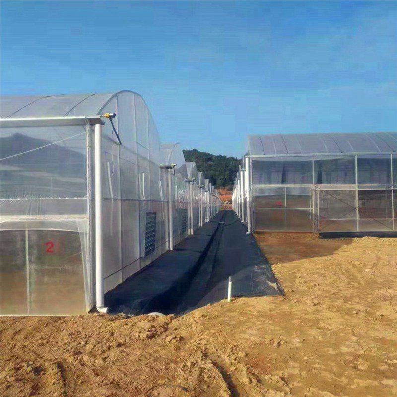 張家川連棟大棚