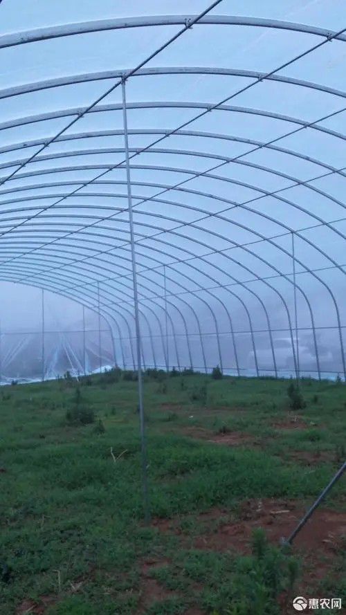高碑店橢圓管大棚