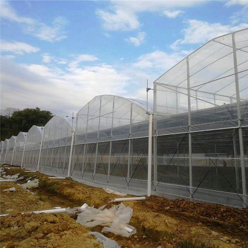 張家川連棟大棚